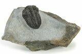 Pliomera Fischer Trilobite - Slemestadt, Norway #181845-3